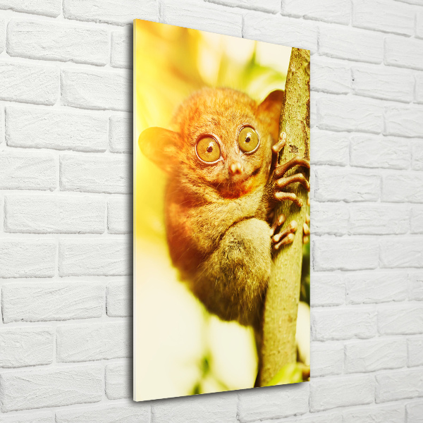 Staand foto op plexiglas Spooktarsier