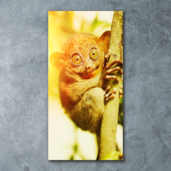 Staand foto op plexiglas Spooktarsier