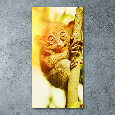 Staand foto op plexiglas Spooktarsier