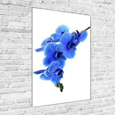 Staand foto in plexiglas Blauwe orchidee