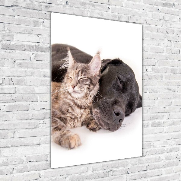 Staand foto in plexiglas Hond en kat