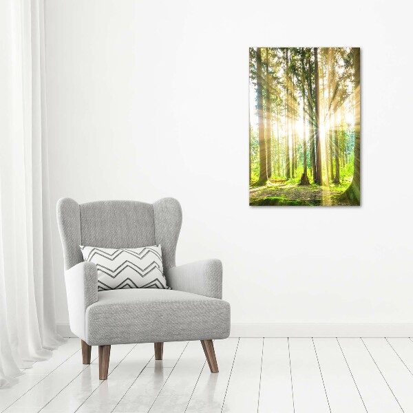 Staand foto op plexiglas De zon in het bos