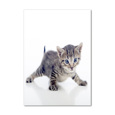 Staand foto op plexiglas Kleine kat
