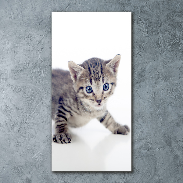 Staand foto op plexiglas Kleine kat