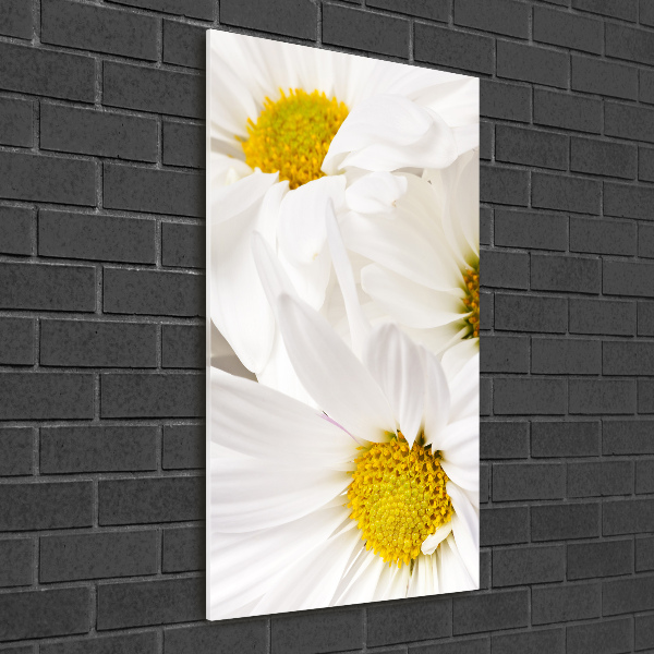 Staand foto in plexiglas Madeliefjes