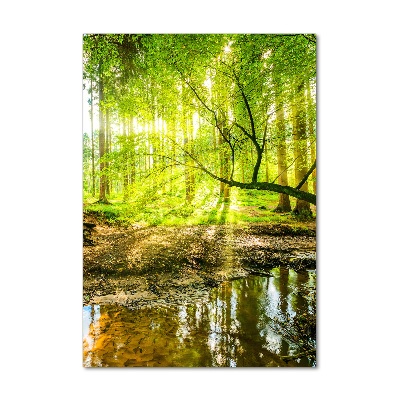 Staand foto op plexiglas Een beekje in het bos