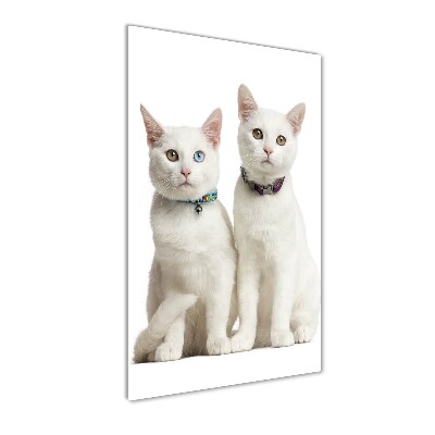 Staand foto op plexiglas Twee witte katten