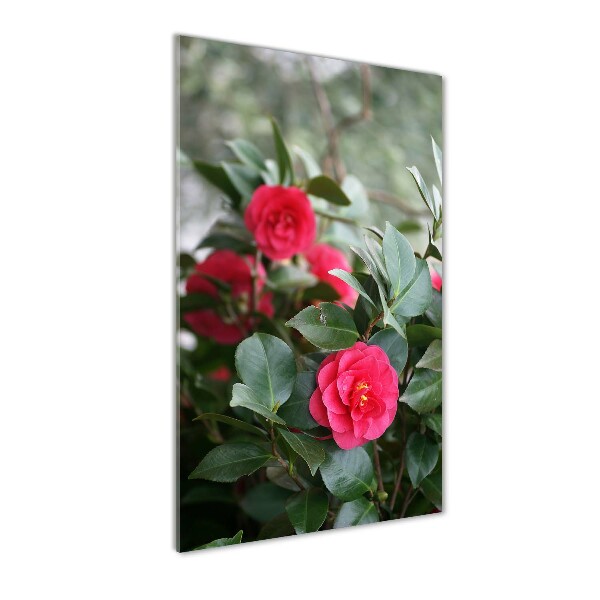 Staand foto plexiglas Camelia