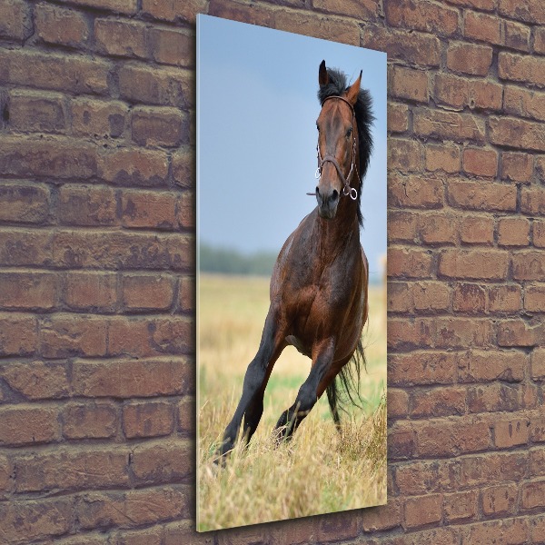 Staand foto plexiglas Een paard in een veld