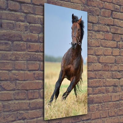 Staand foto plexiglas Een paard in een veld