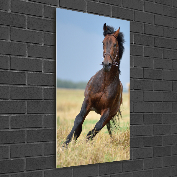 Staand foto plexiglas Een paard in een veld