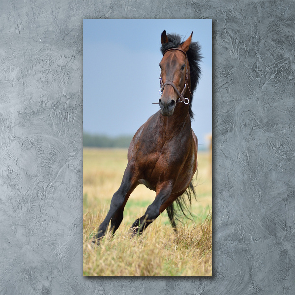 Obraz zdjęcie na scianę akrylowy pionowy Koń na polu