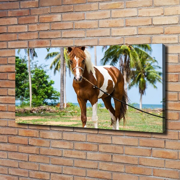Foto op canvas Gevlekt paard