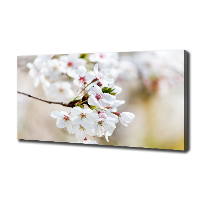 Foto op canvas Kersenbloesems