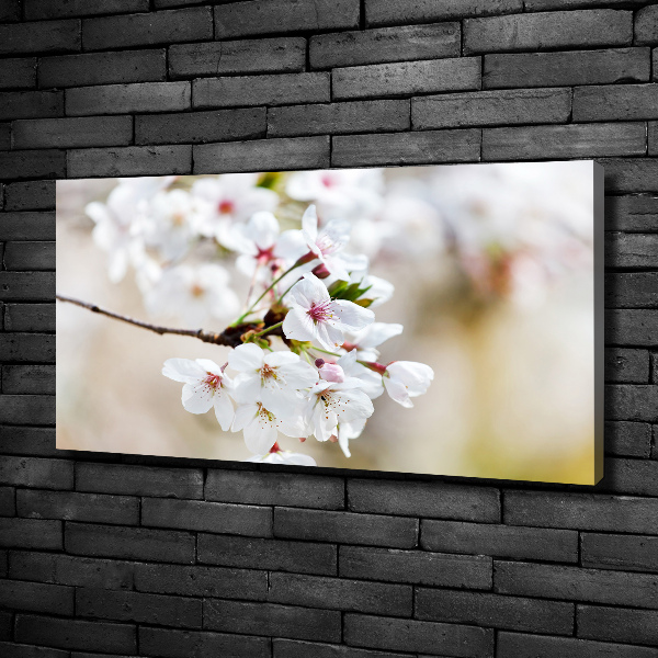 Foto op canvas Kersenbloesems