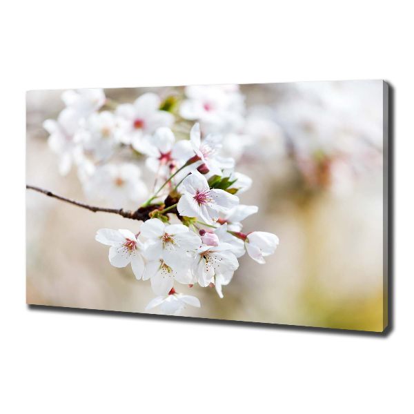 Foto op canvas Kersenbloesems