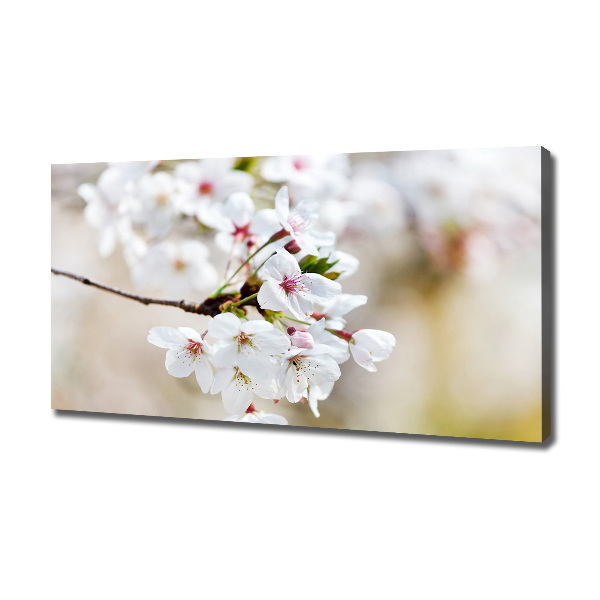Foto op canvas Kersenbloesems