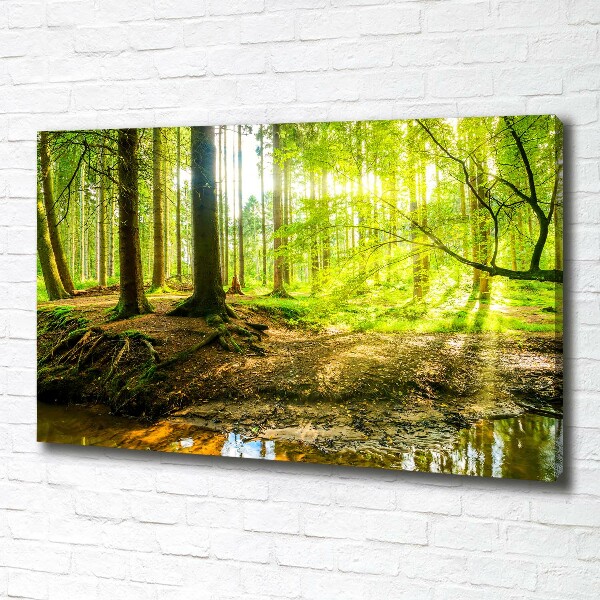 Canvas foto Zonnestralen in het bos