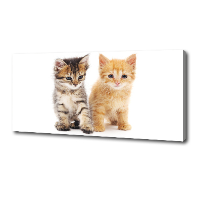 Foto op canvas Bruine en rosse kat