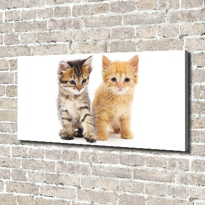 Foto op canvas Bruine en rosse kat