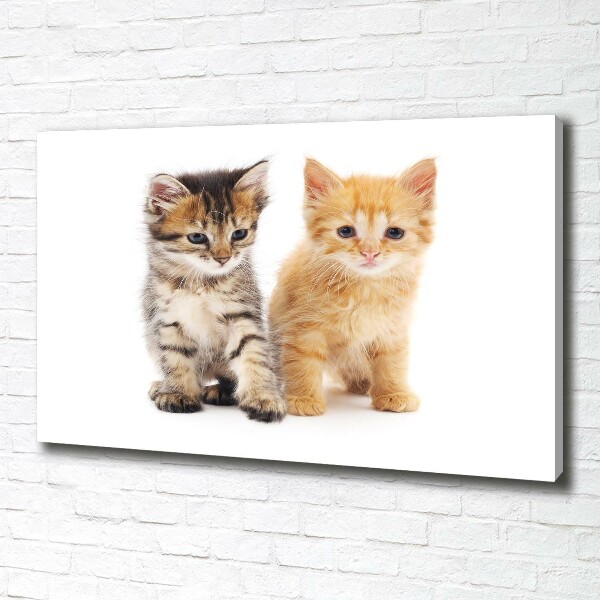 Foto op canvas Bruine en rosse kat