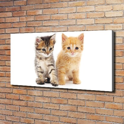 Foto op canvas Bruine en rosse kat