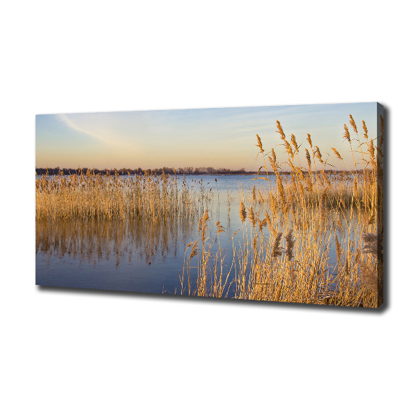 Canvas schilderij Waterriet