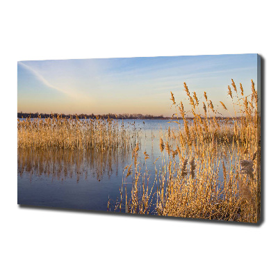Canvas schilderij Waterriet