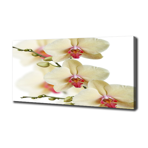 Schilderij op canvas Orchidee