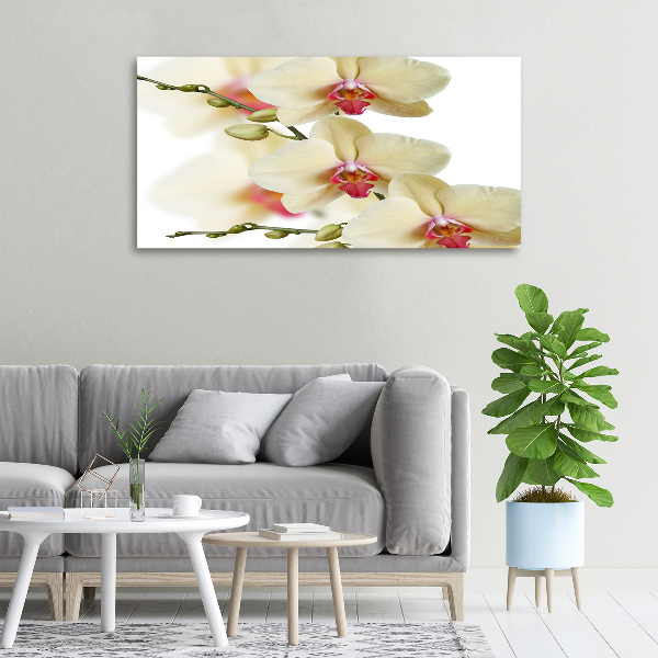 Schilderij op canvas Orchidee