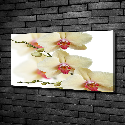 Schilderij op canvas Orchidee