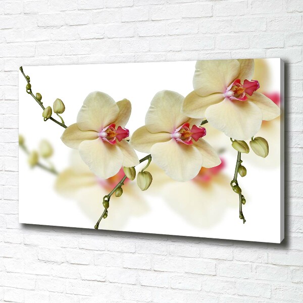 Schilderij op canvas Orchidee
