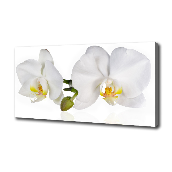 Foto obraz canvas Orchidea