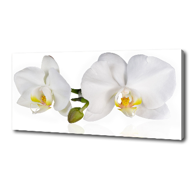 Foto canvas Orchidee