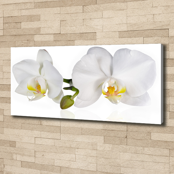 Foto canvas Orchidee