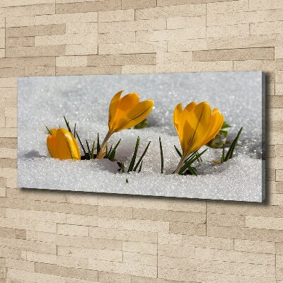 Foto op canvas Krokussen in de sneeuw