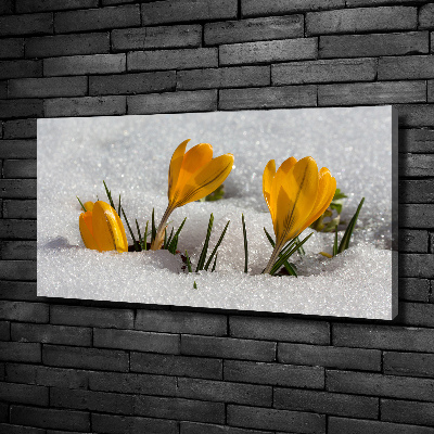 Foto op canvas Krokussen in de sneeuw