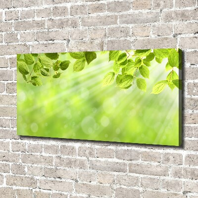 Canvas foto Bladeren