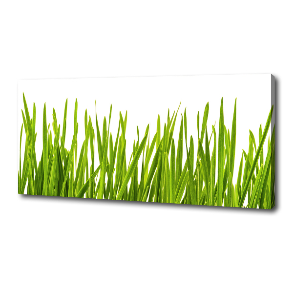 Foto canvas Gras