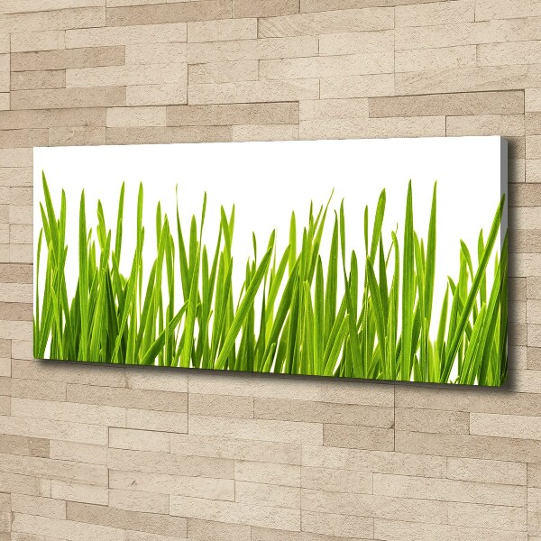 Foto canvas Gras