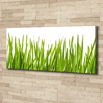 Foto canvas Gras