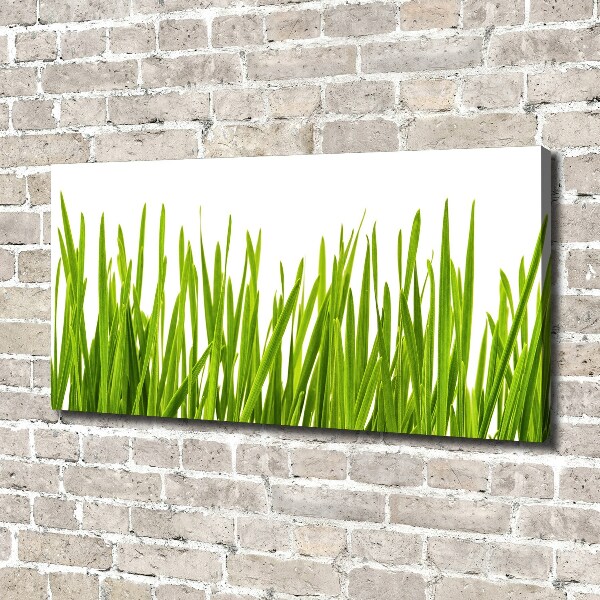 Foto canvas Gras