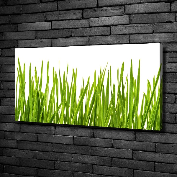 Foto canvas Gras