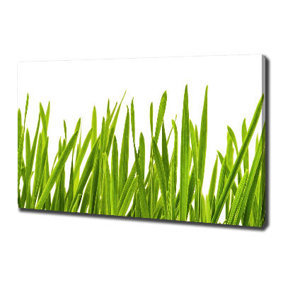 Foto canvas Gras