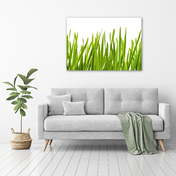 Foto canvas Gras