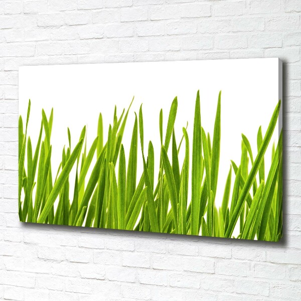 Foto canvas Gras