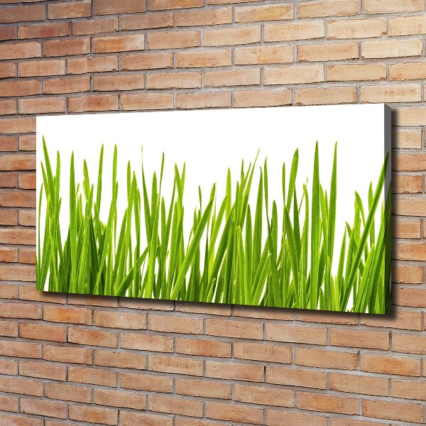 Foto canvas Gras