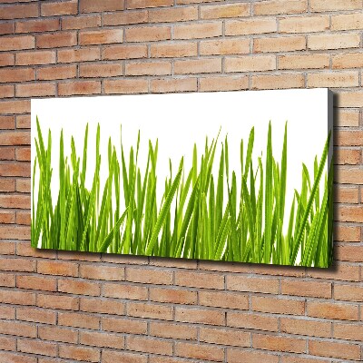 Foto canvas Gras