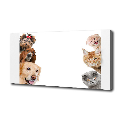 Foto canvas Honden en katten