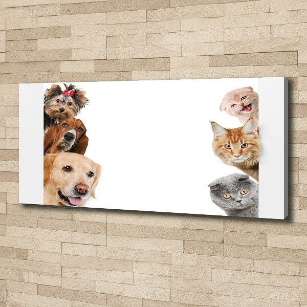 Foto canvas Honden en katten